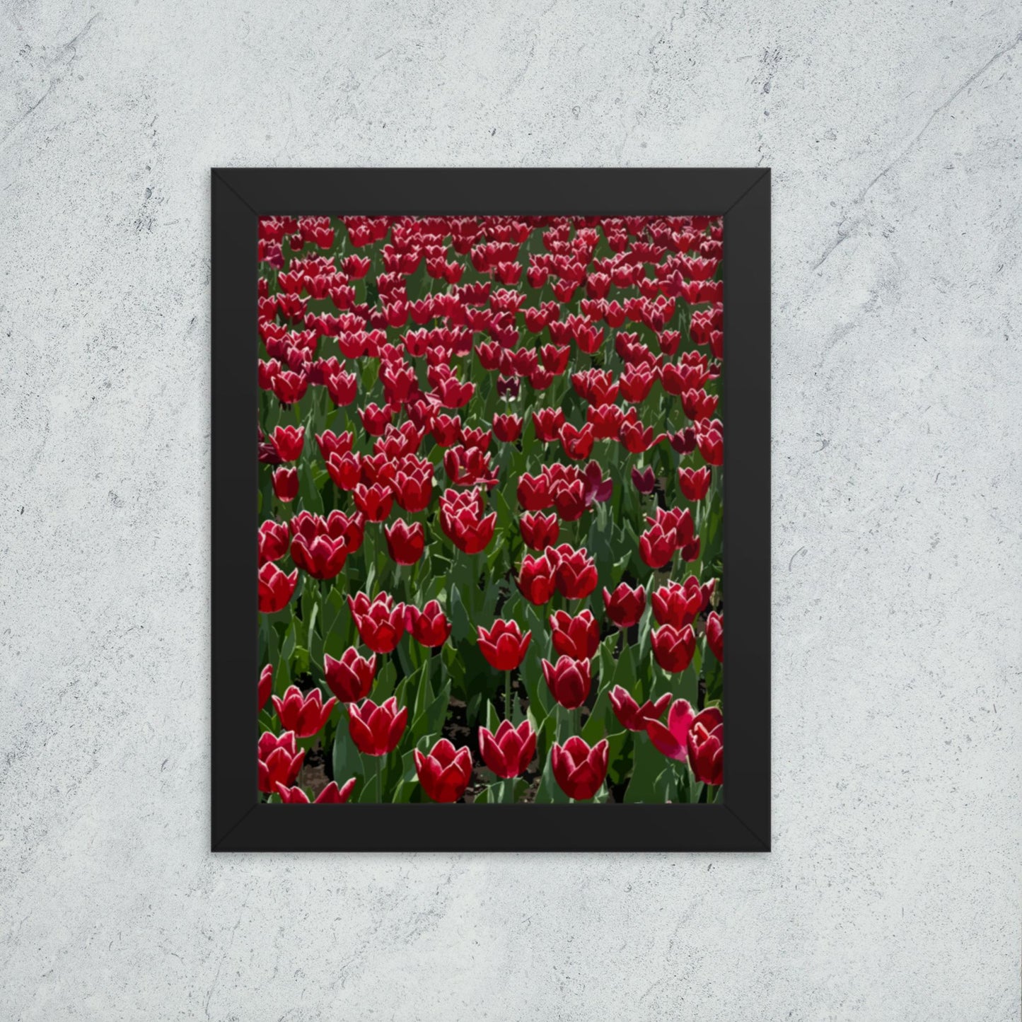 Framed Tulip Illustration