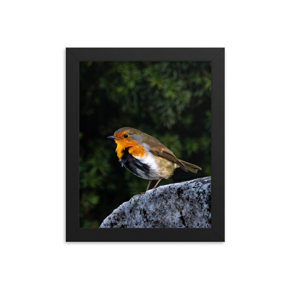 Irish Robin- Framed Photograph Print