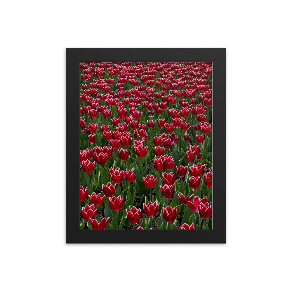 A Sea of Tulips - Framed Photograph Print
