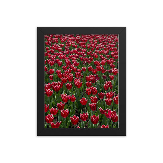 A Sea of Tulips - Framed Photograph Print