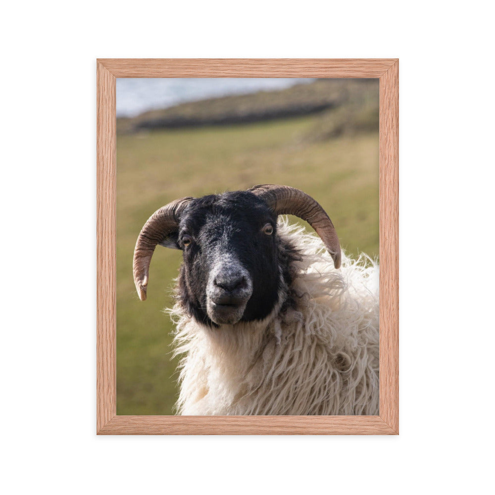 Curious Sheep - Framed Photograph Print