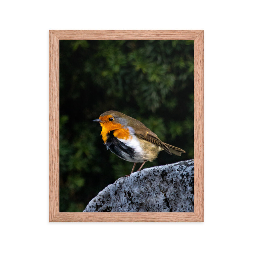 Irish Robin- Framed Photograph Print