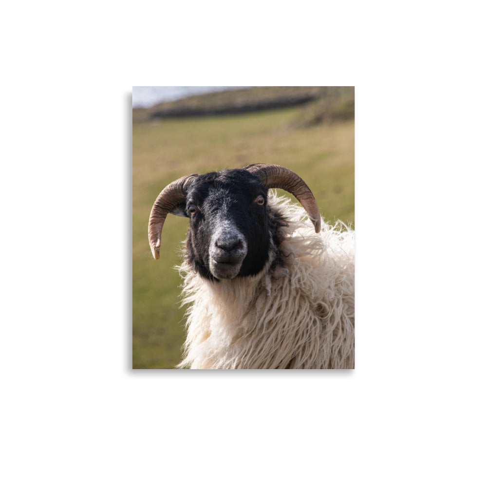 Curious Sheep - Photograph Print