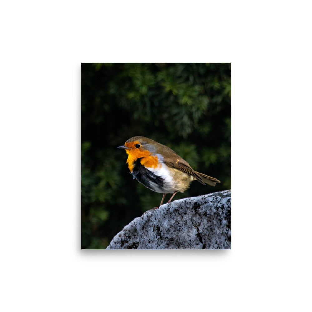 Irish Robin - Photograph Print