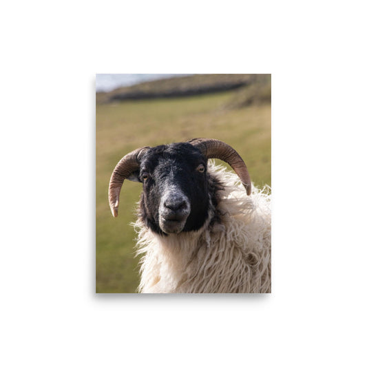 Curious Sheep - Photograph Print