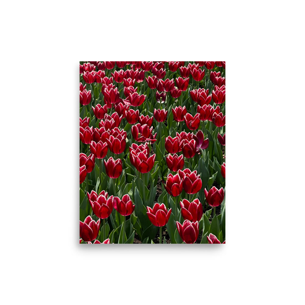 A Sea of Tulips - Photograph Print
